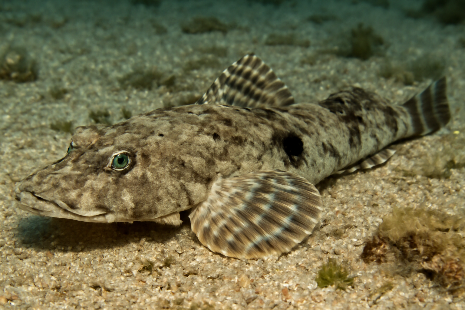 Blackspot Flathead