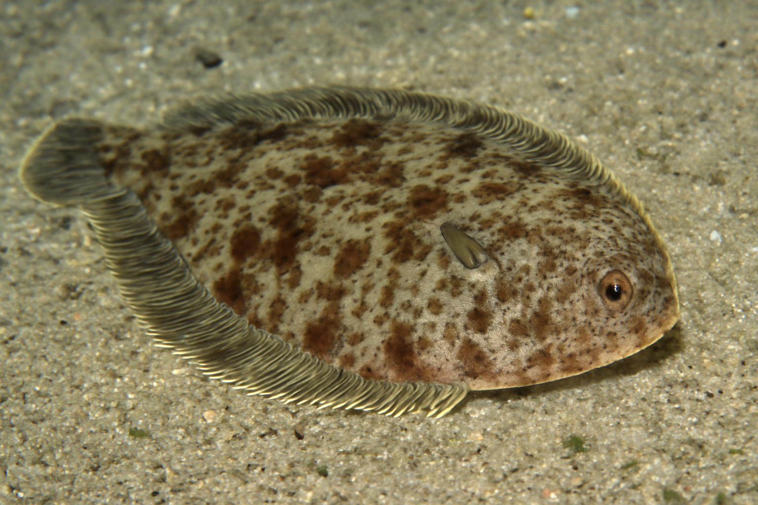 Variegated Sole