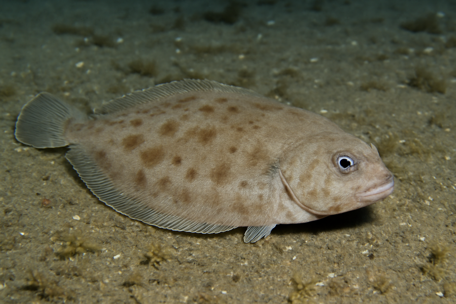 Thick Sole