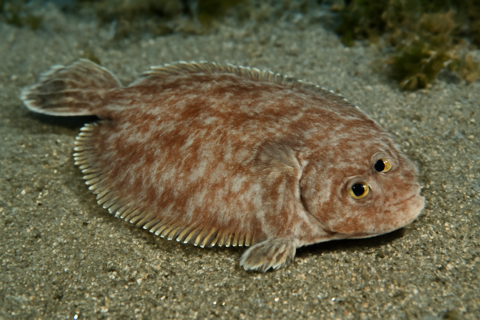 Monk Sole