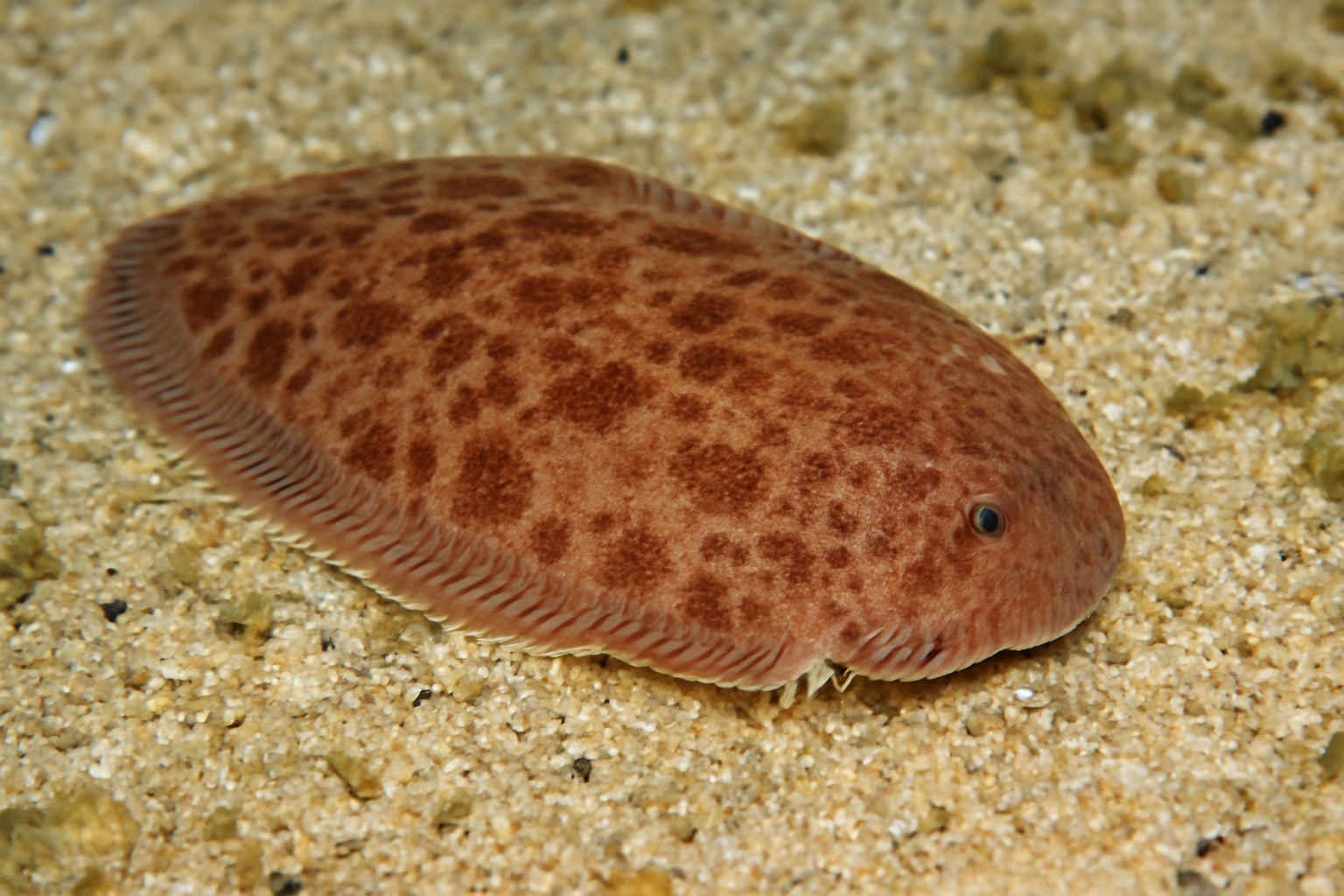 Red Sea Moses Sole