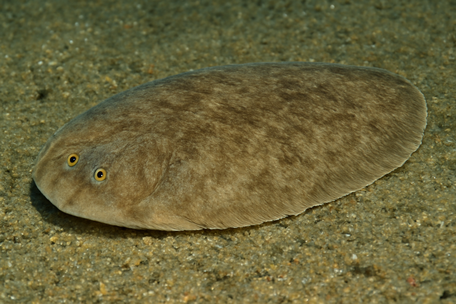 Finless Sole