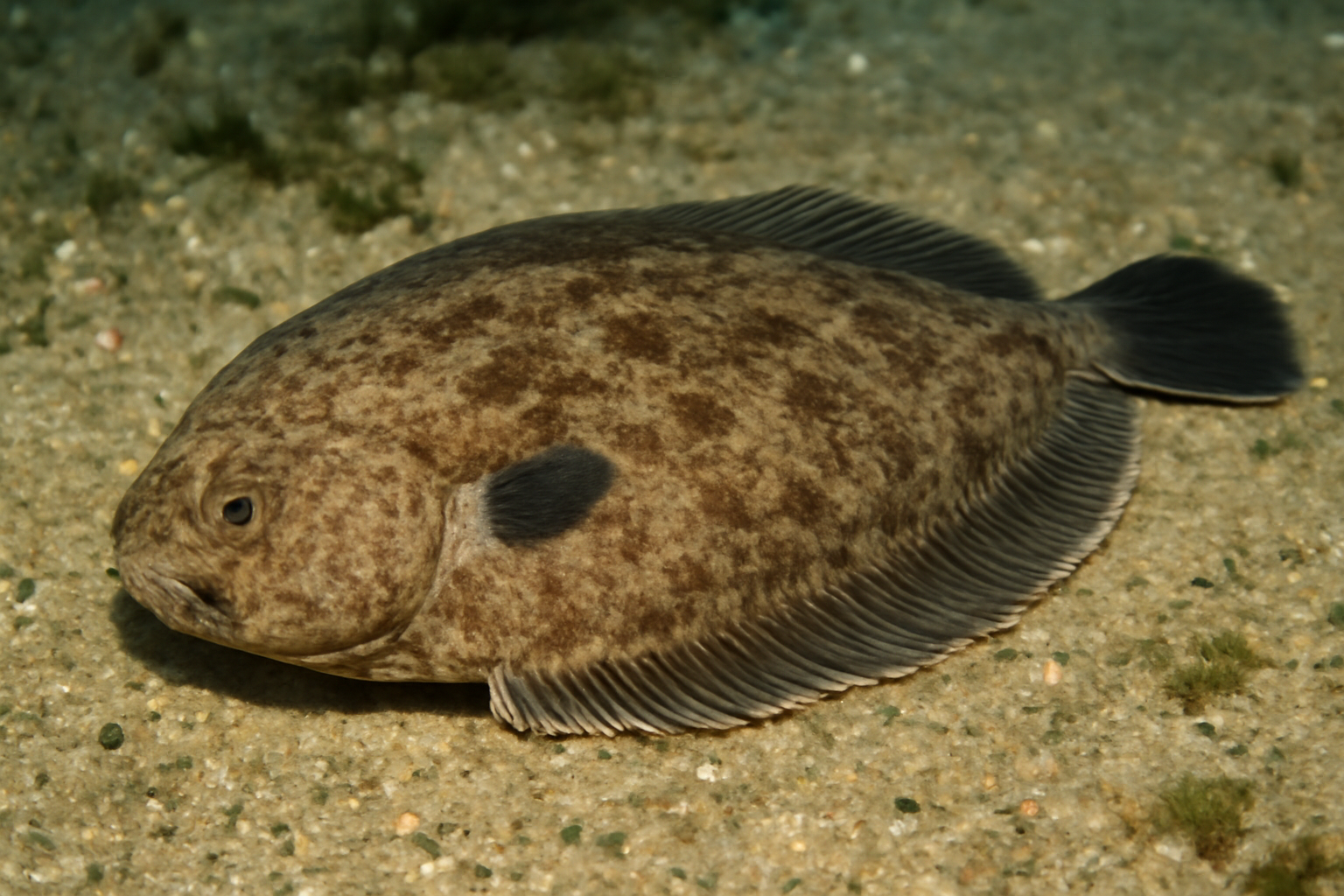 Blackhand sole