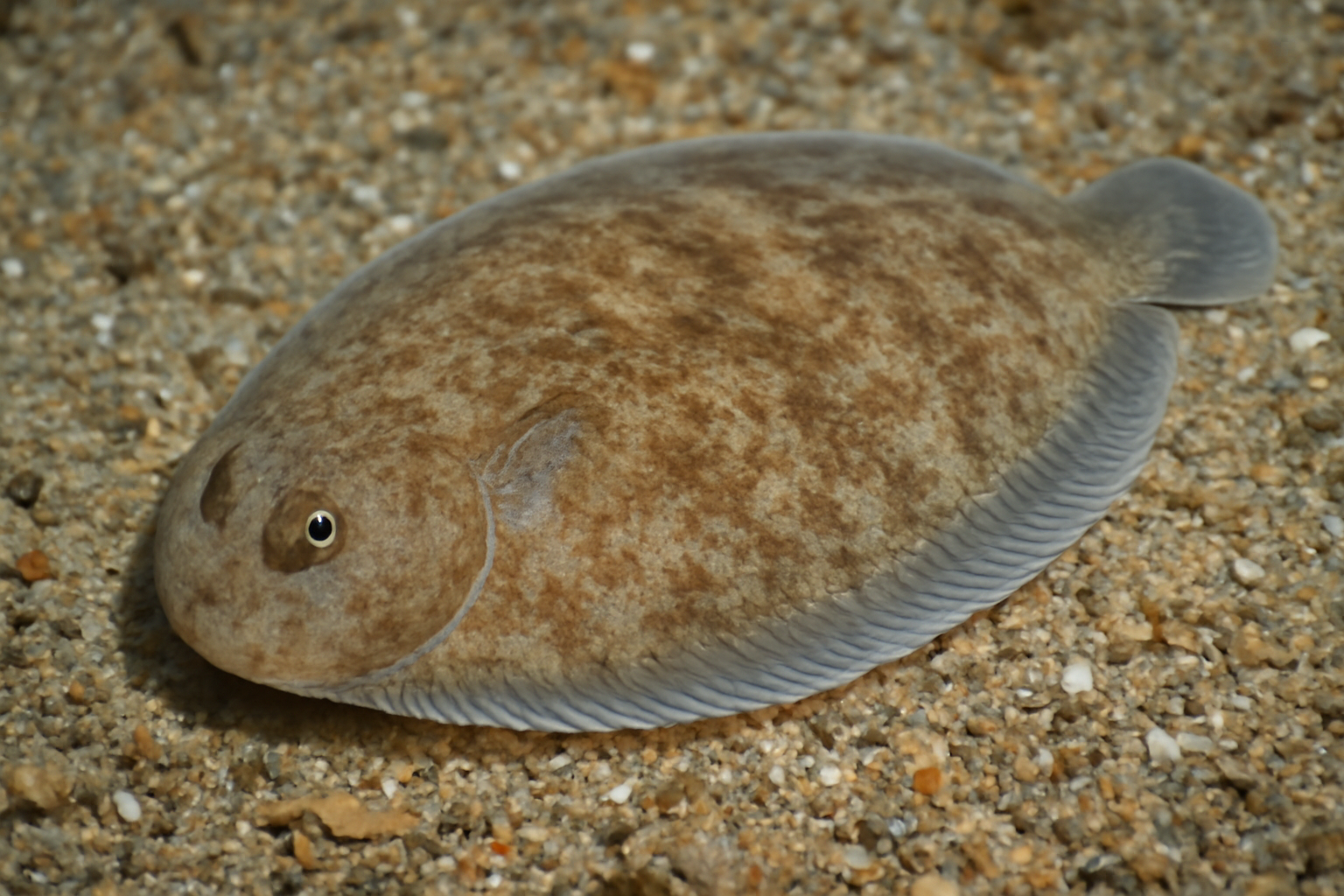 Andaman Sole