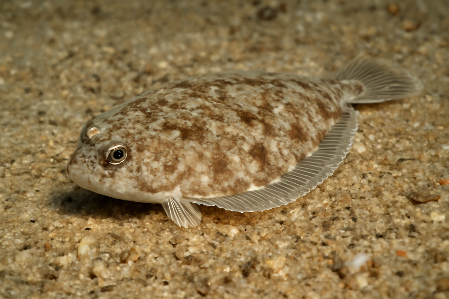 Small Flounder