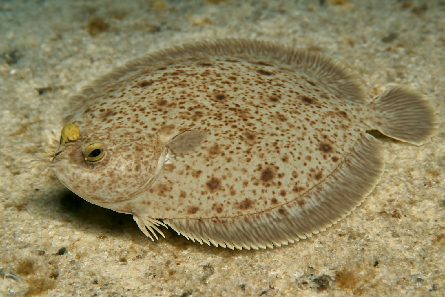 Oval Flounder