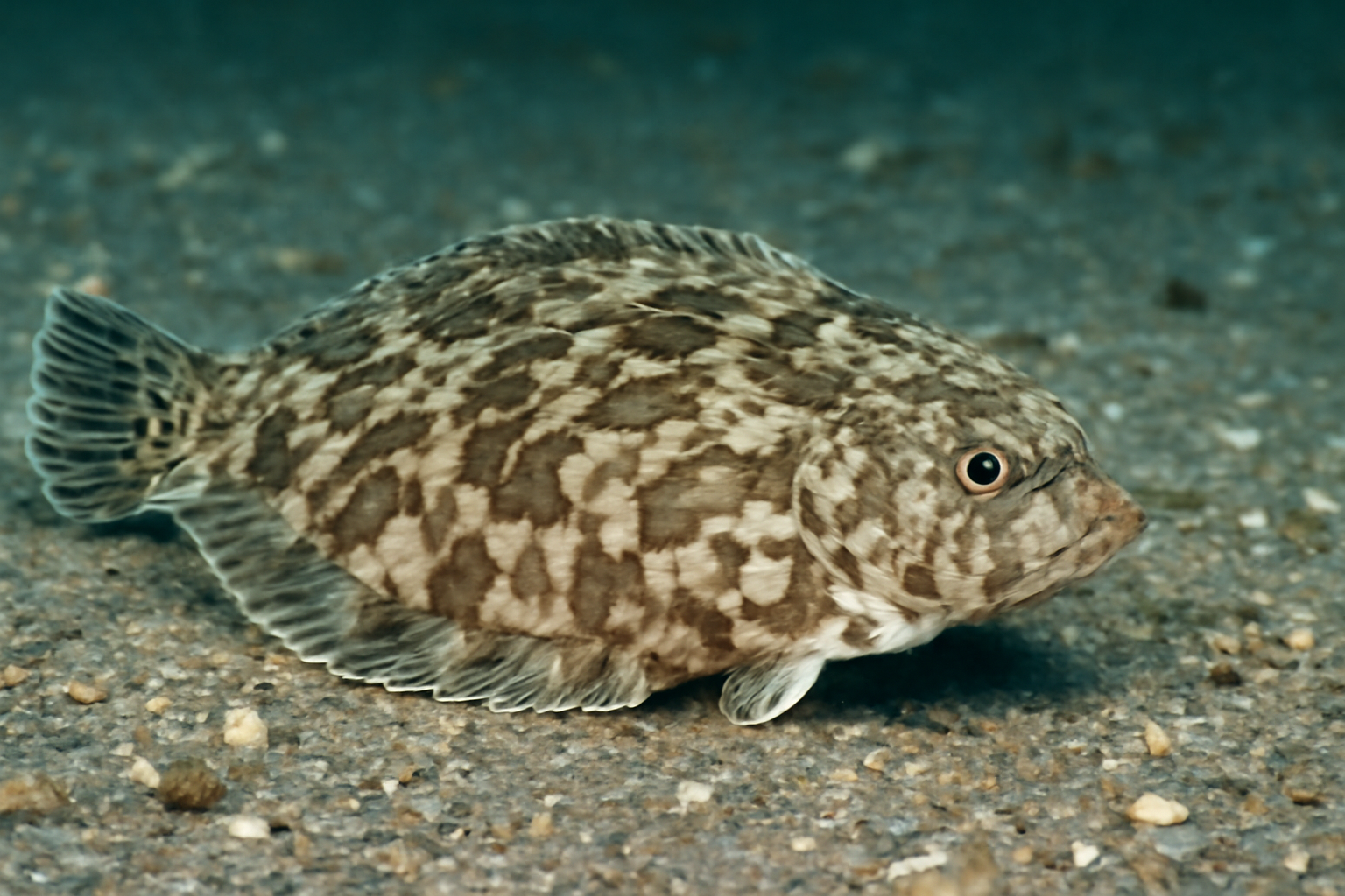 Marbled Flounder