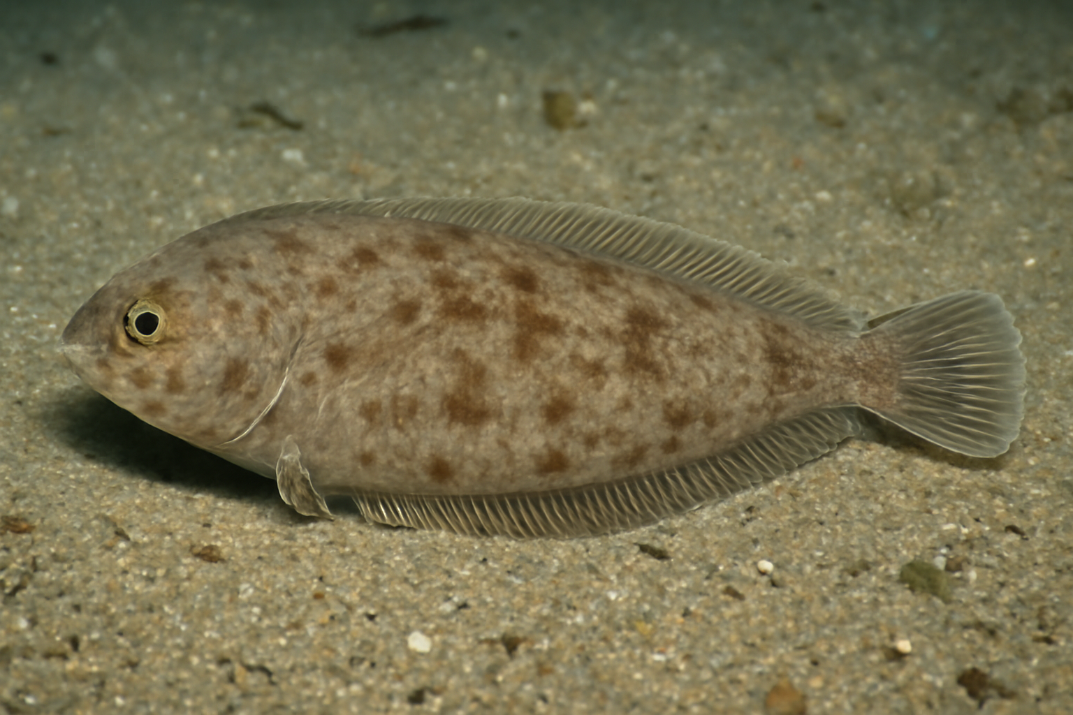 Slender sole
