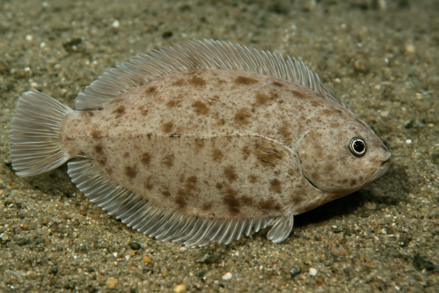 Blind sole