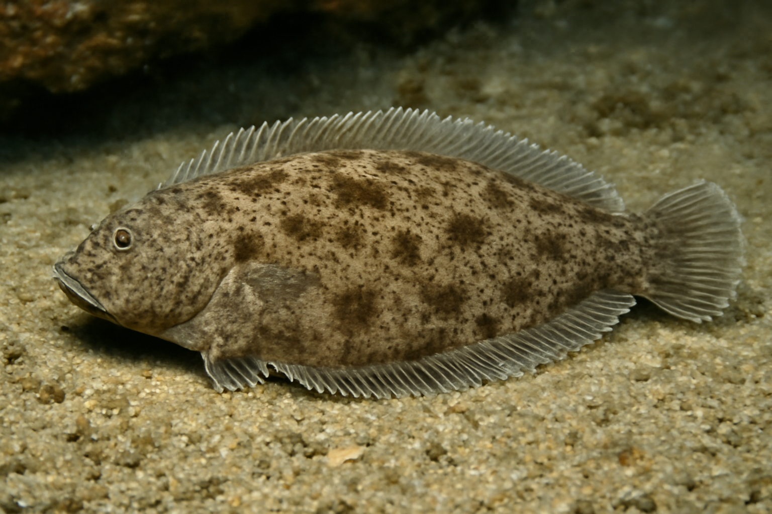 Cavern sole