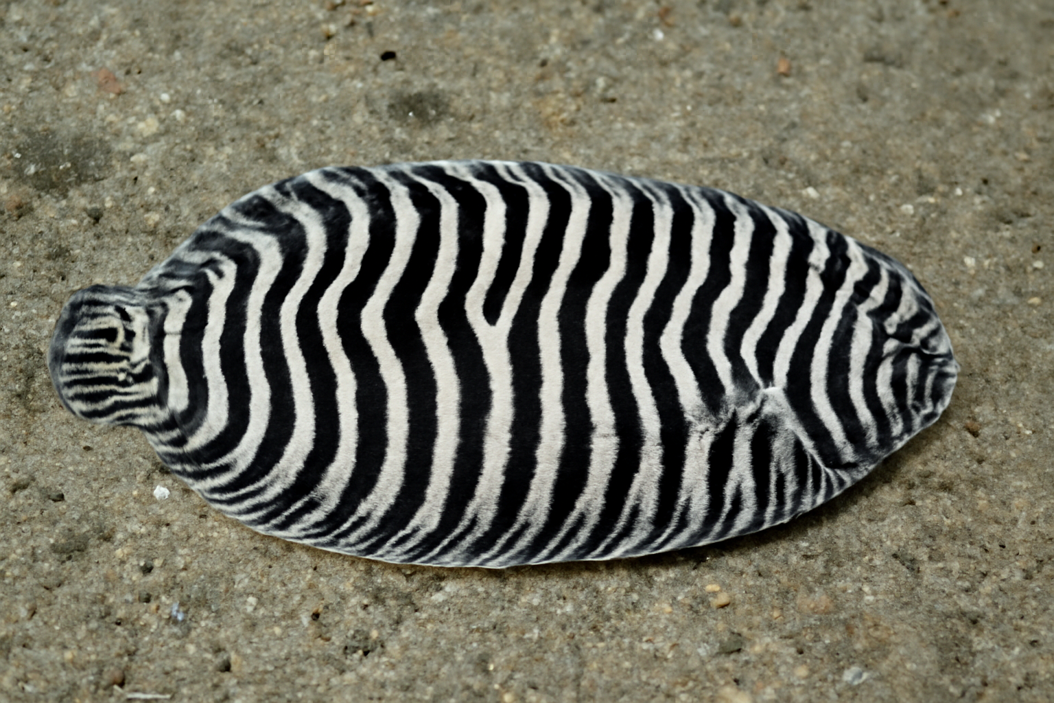 Zebra Sole