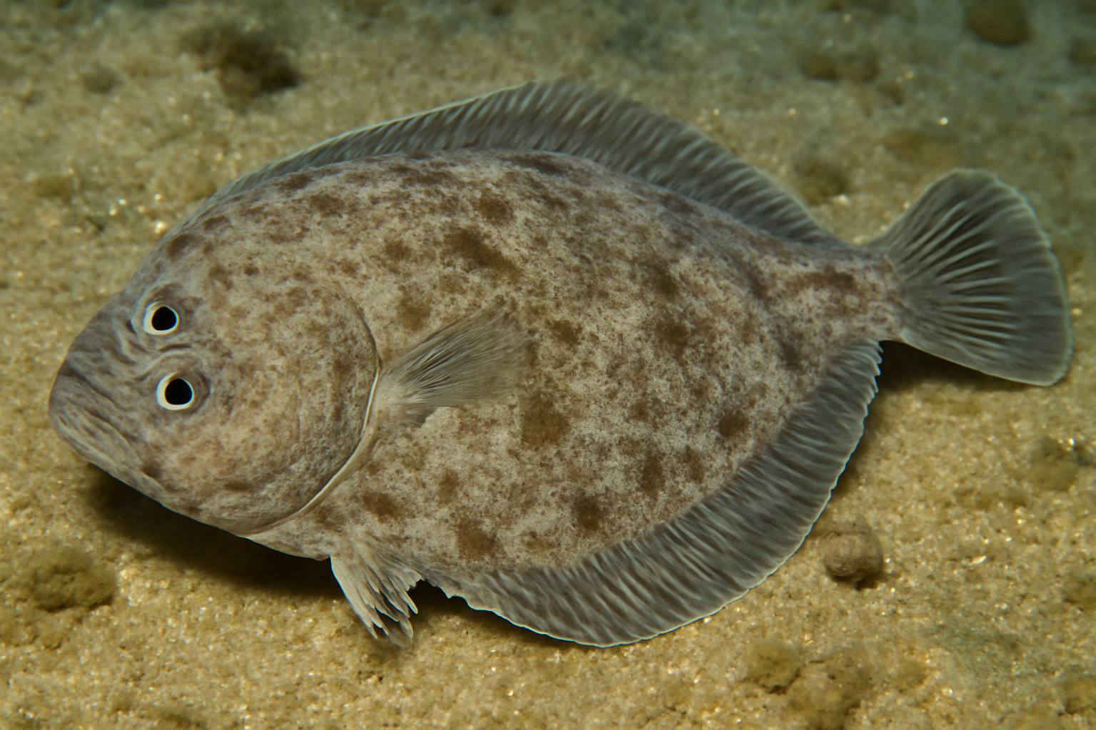 New Zealand Sole