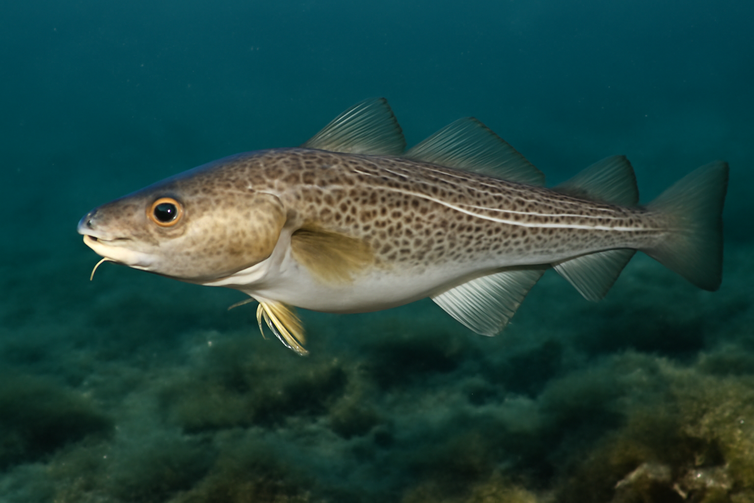 Arctic Cod