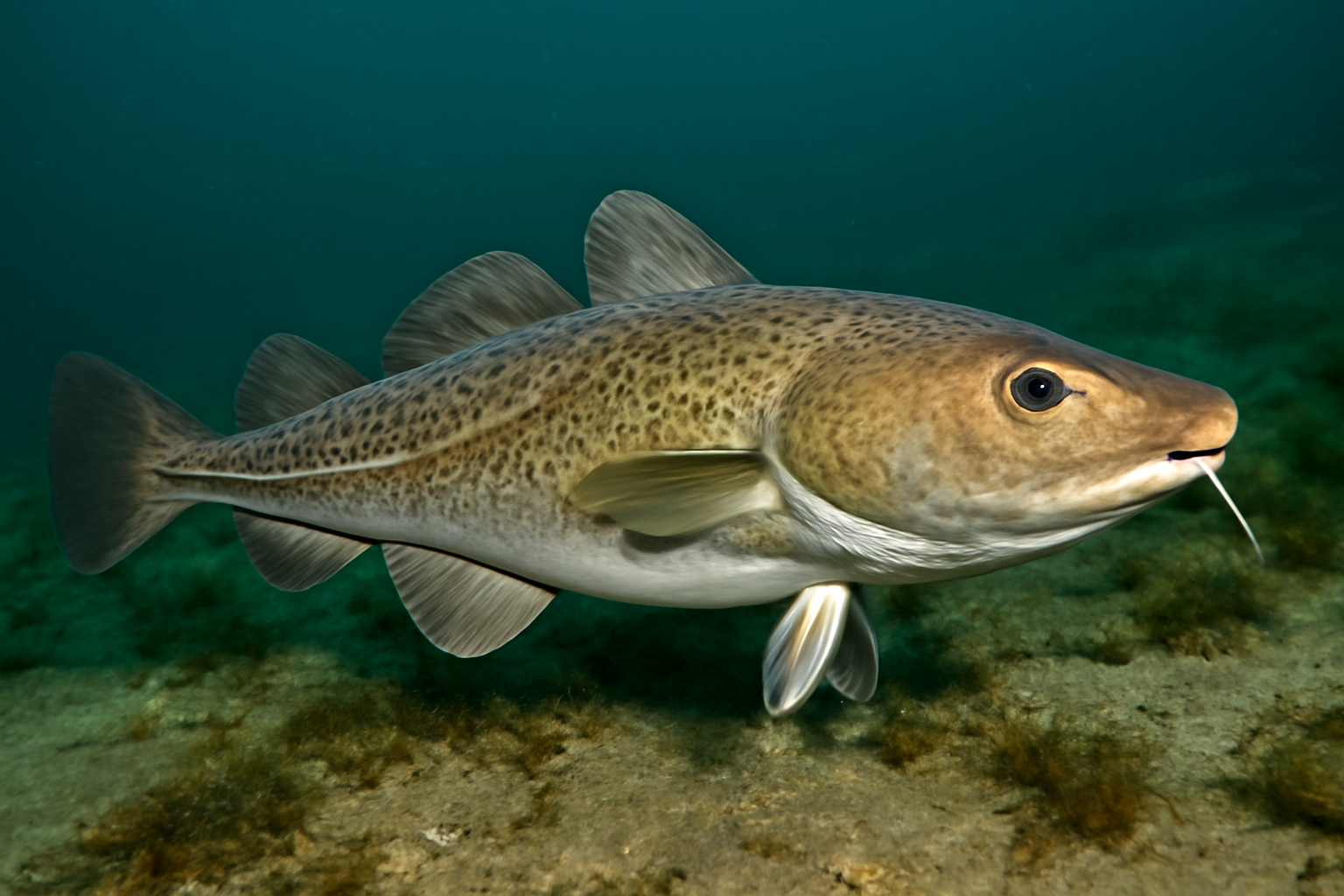 Greenland cod