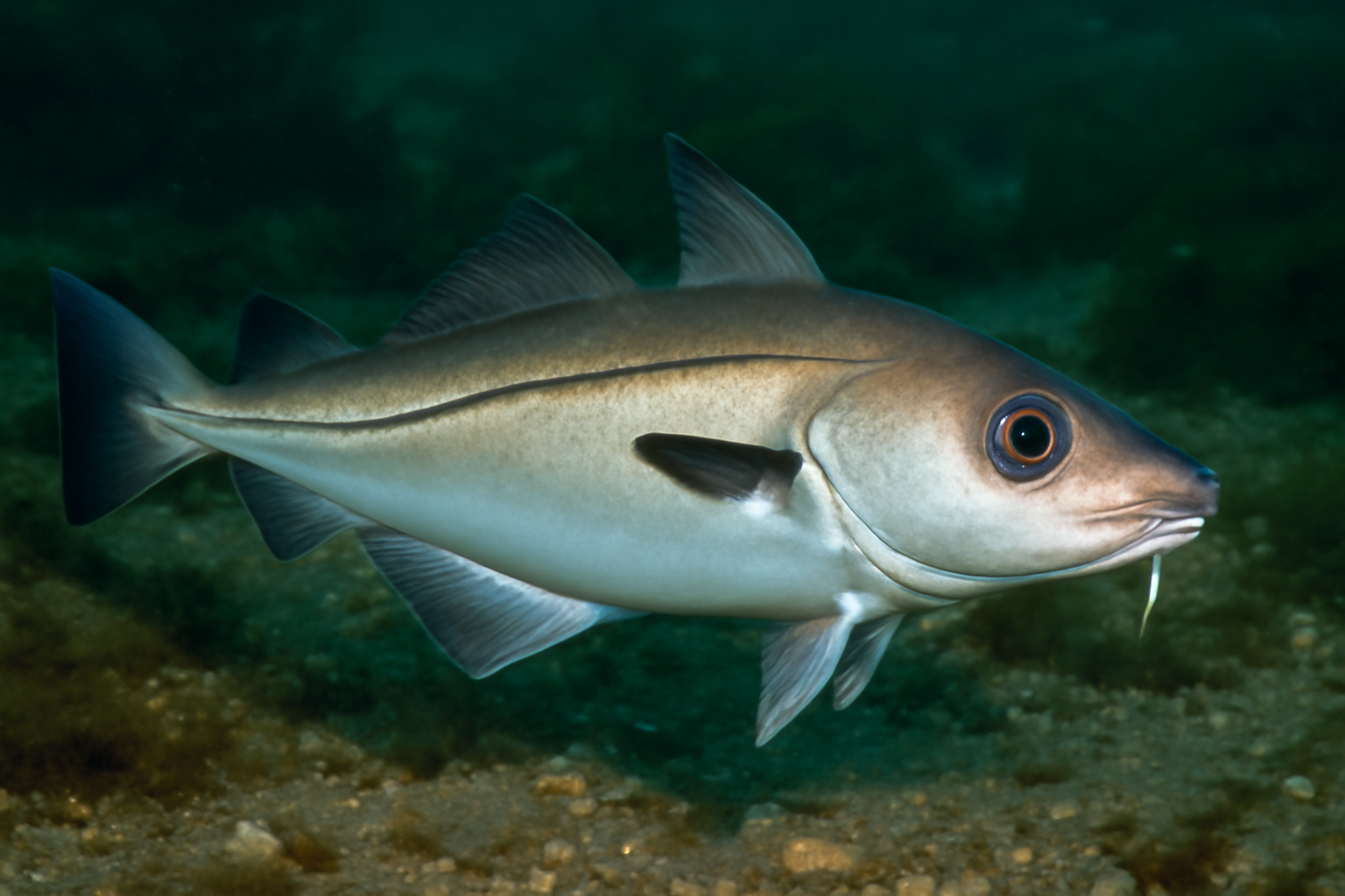 Haddock