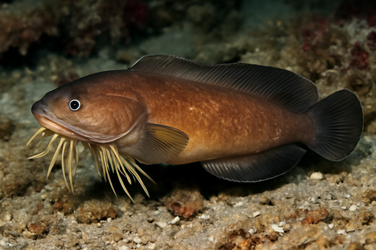 Bearded Brotula