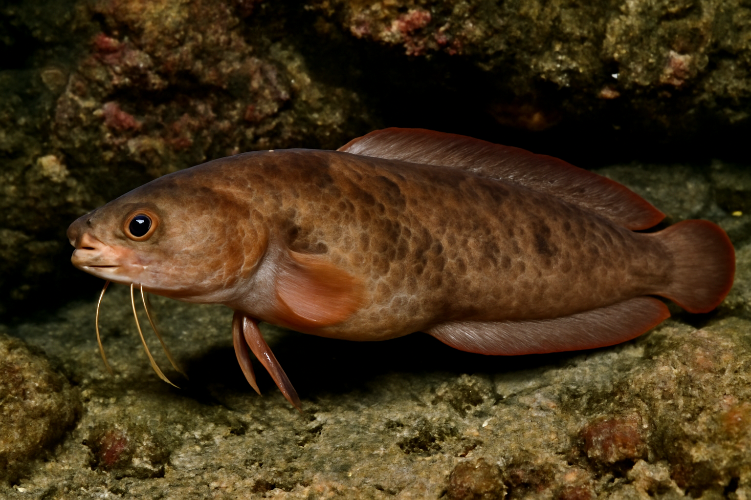 Lowfin Brotula