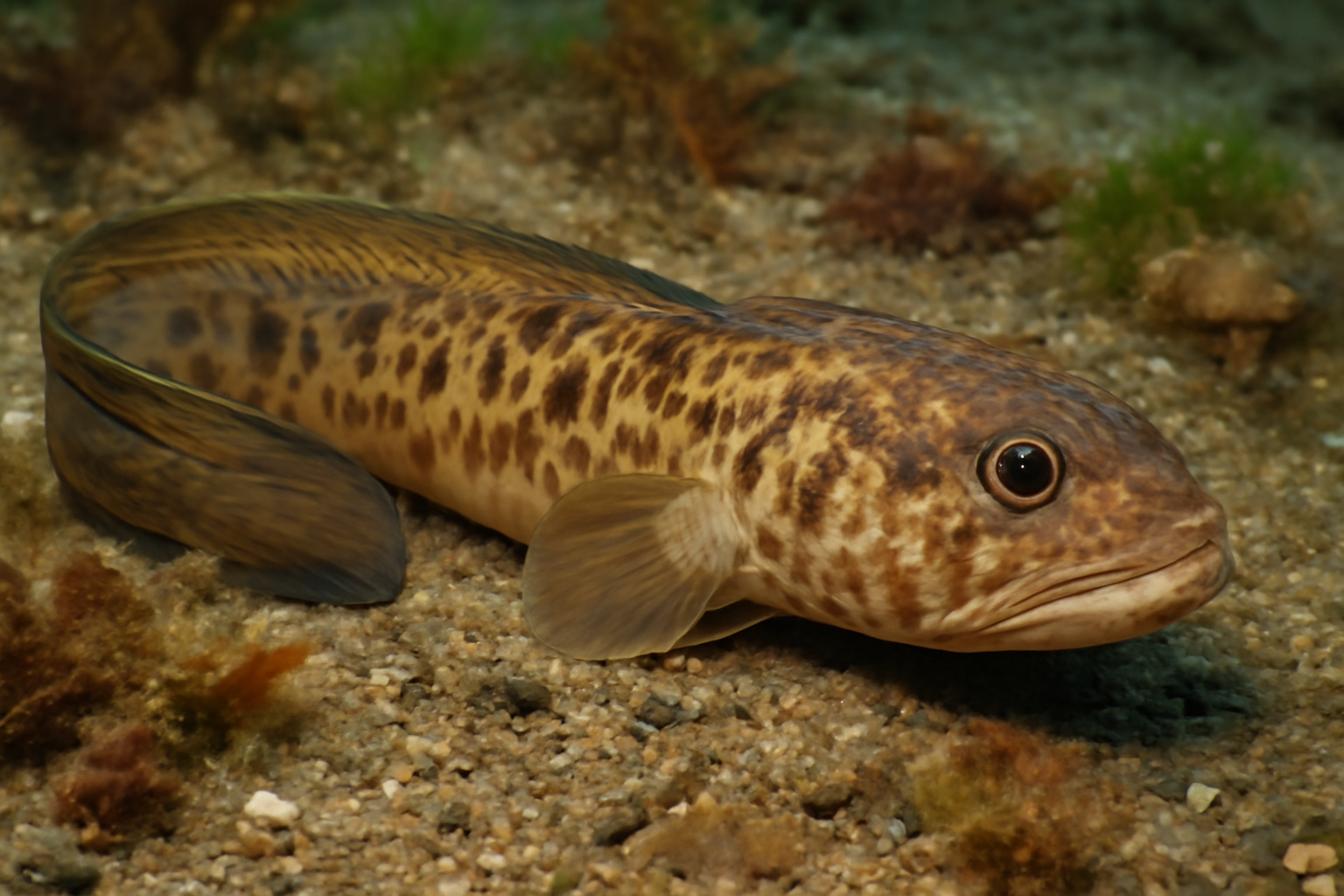 Arctic Eelpout