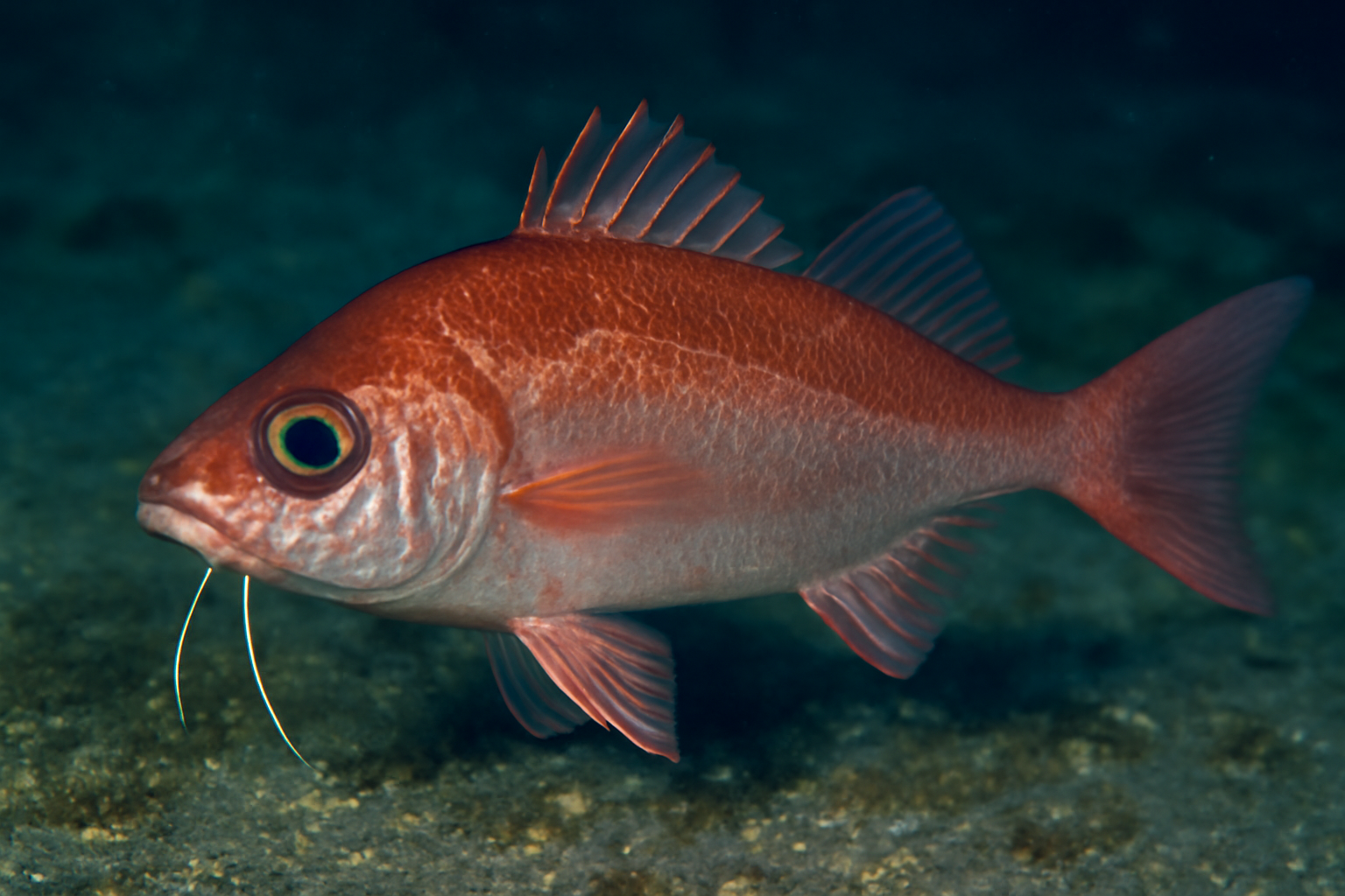 Japanese Beardfish