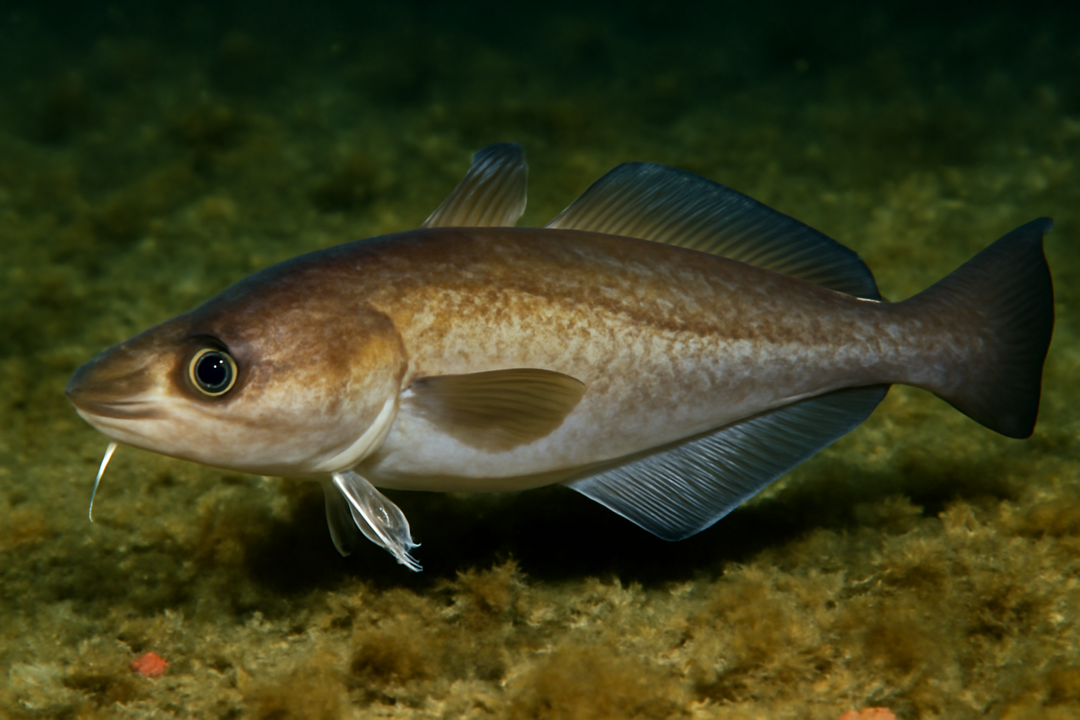 Smallmouth hake