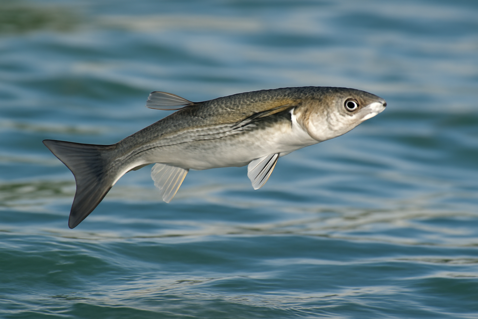 Leaping Mullet