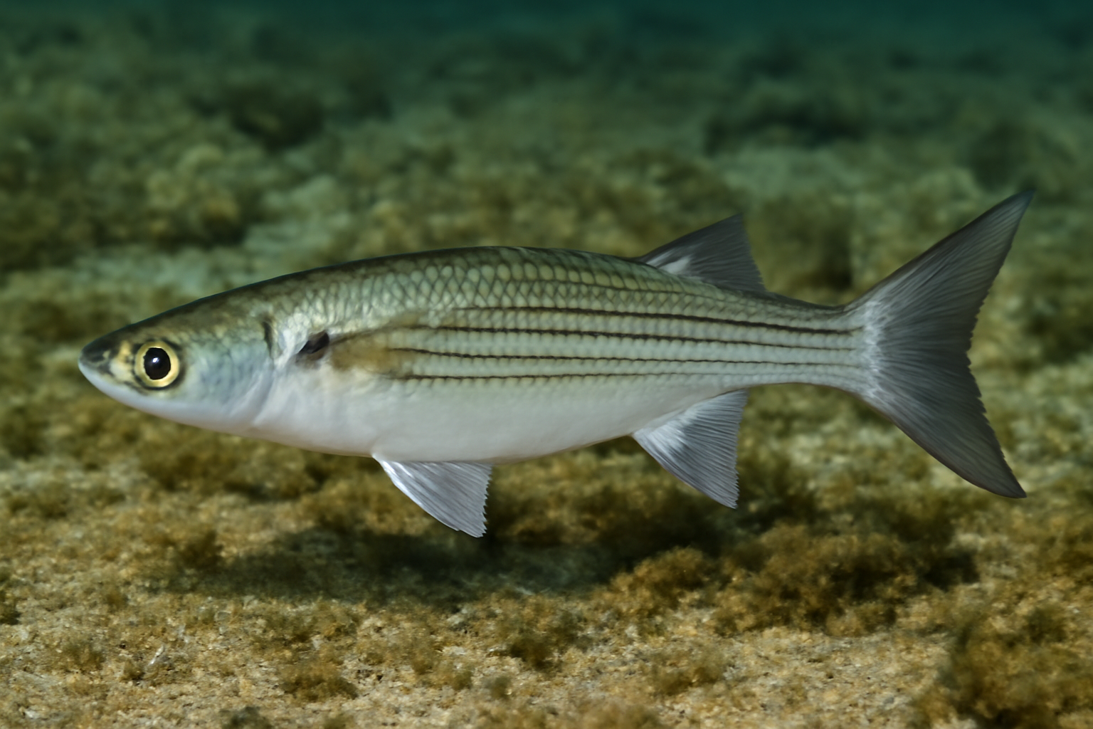 Sharpnose Mullet