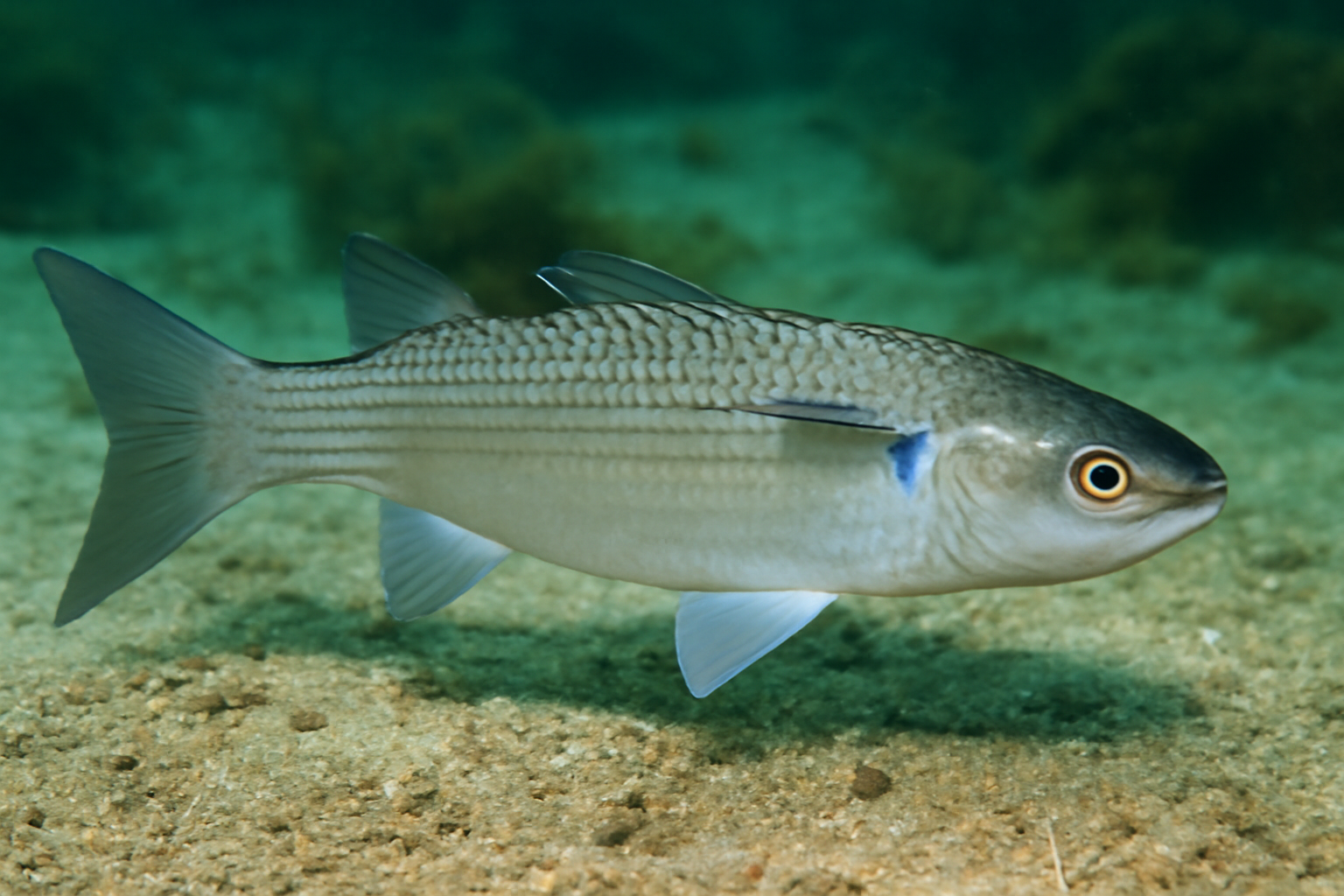 Keeled Mullet
