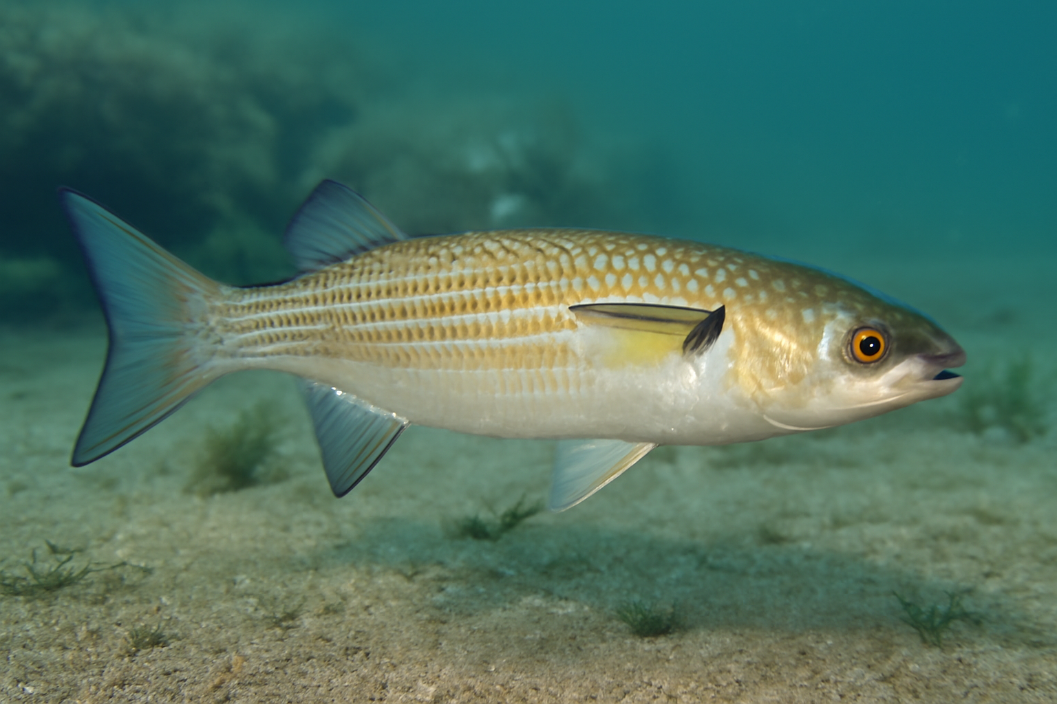 Golden Grey Mullet