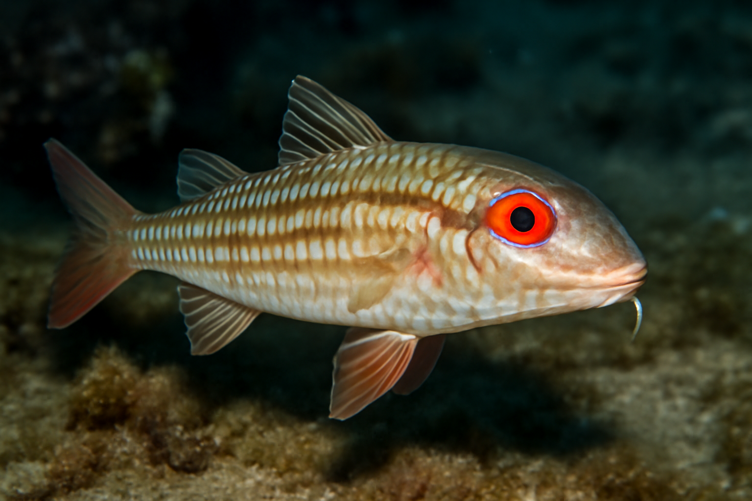 Redeye Mullet