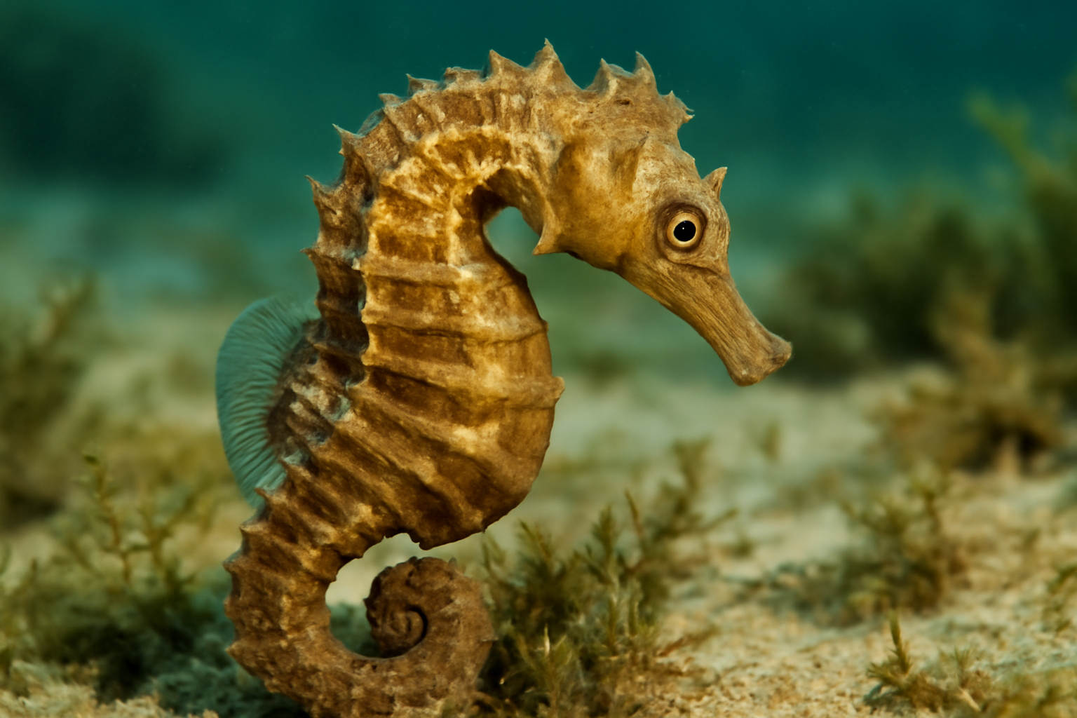 Short-snouted Seahorse