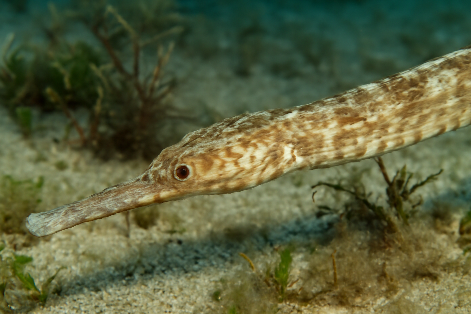 Greater pipefish
