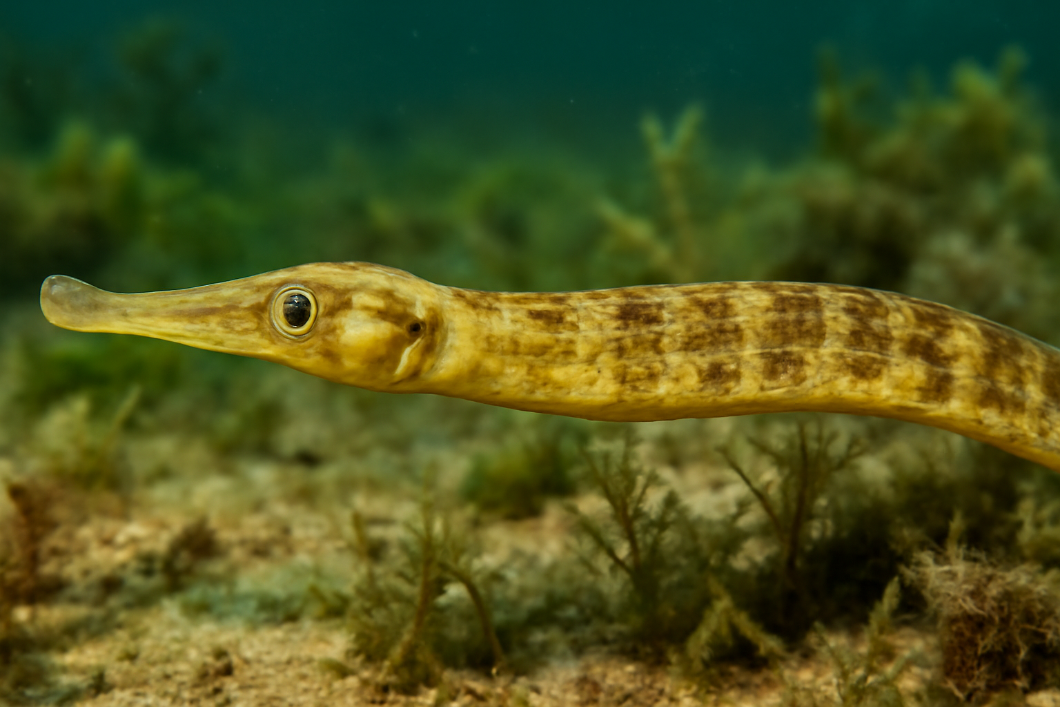 Broad-nosed pipefish