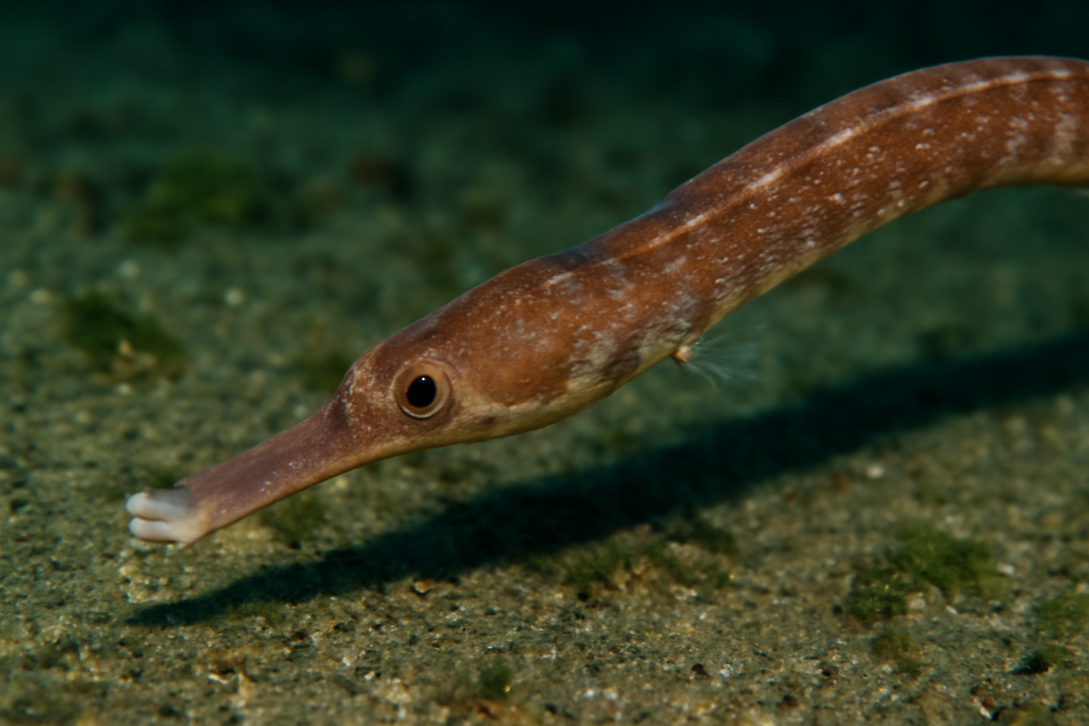 Deepwater pipefish