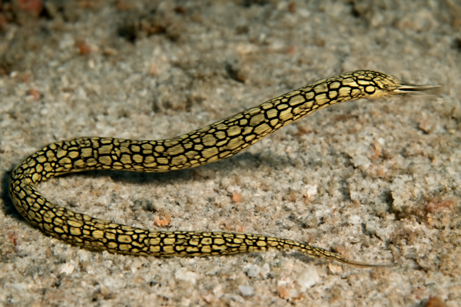 Chain pipefish