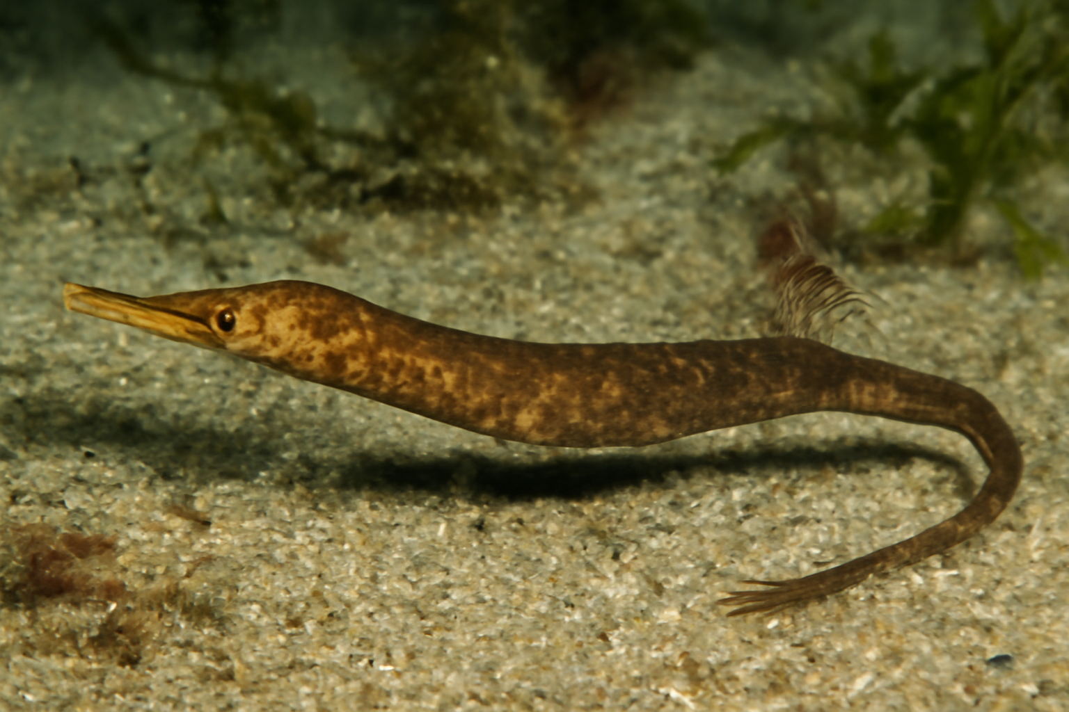 Dusky pipefish
