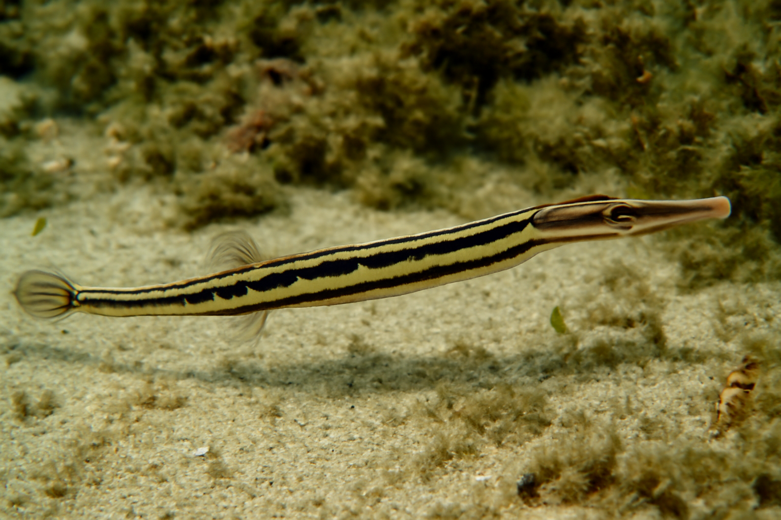 Black-striped pipefish