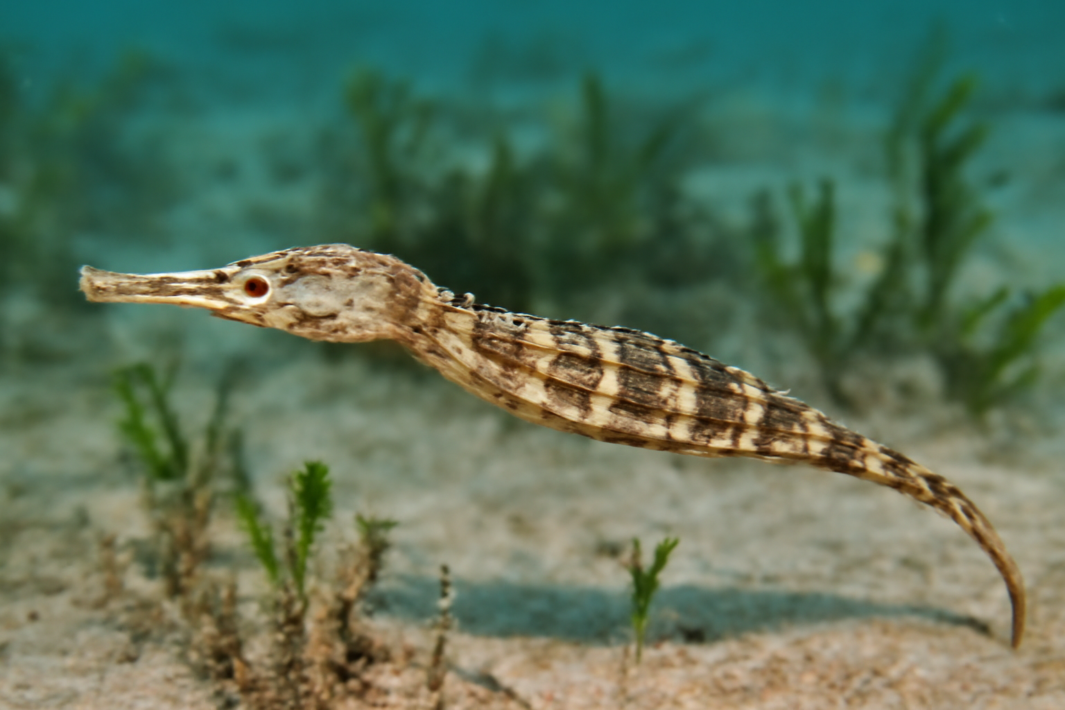 Alligator Pipefish
