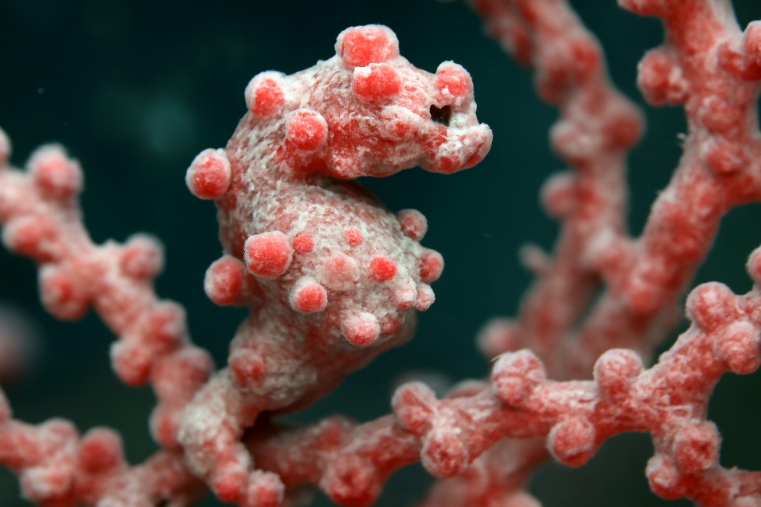 Japanese Pygmy Seahorse