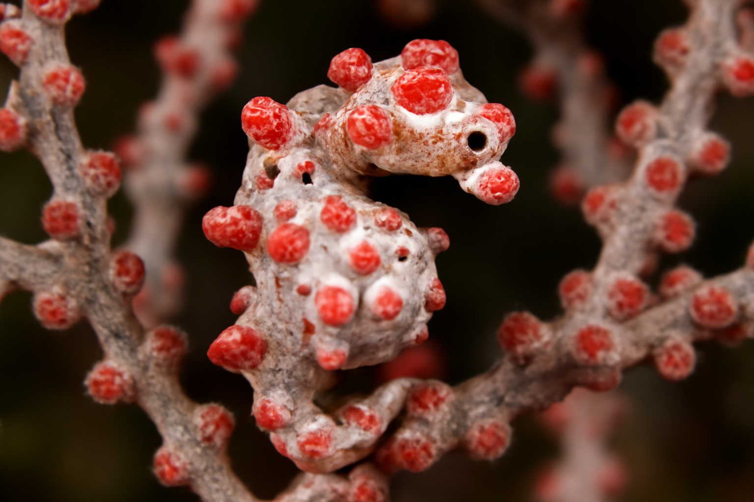 Sydney's Pygmy Seahorse