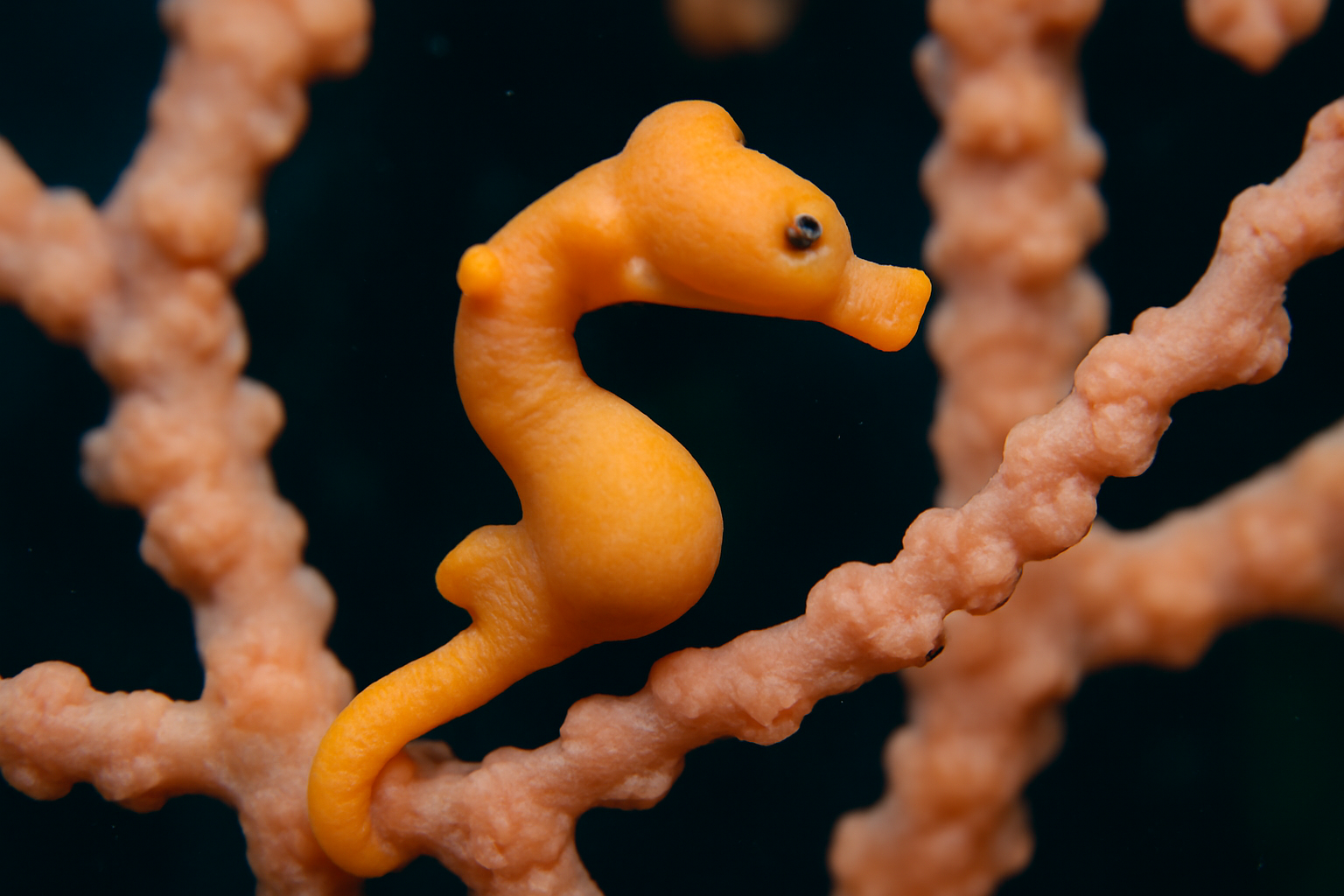 Denise's Pygmy Seahorse
