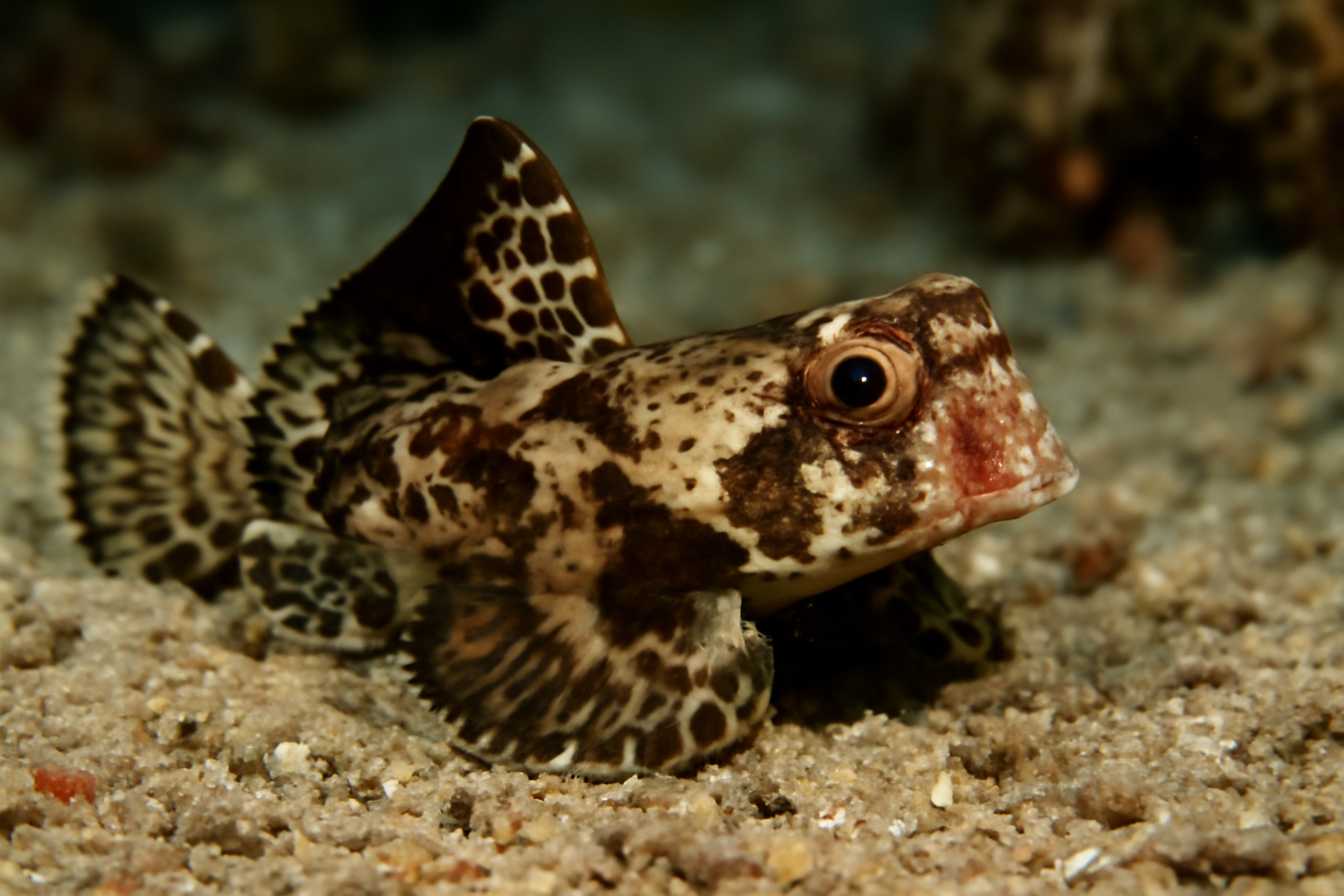 Scooter Dragonet