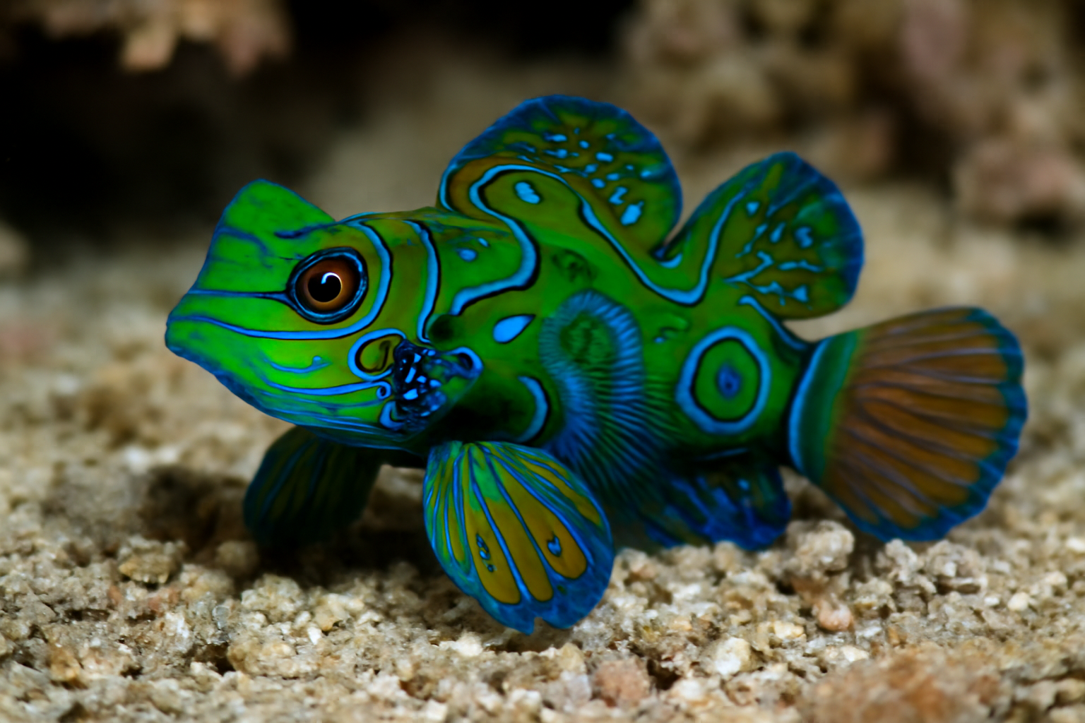 Green Mandarin