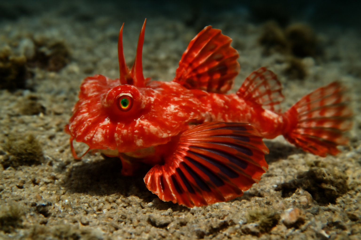 Red Dragonet