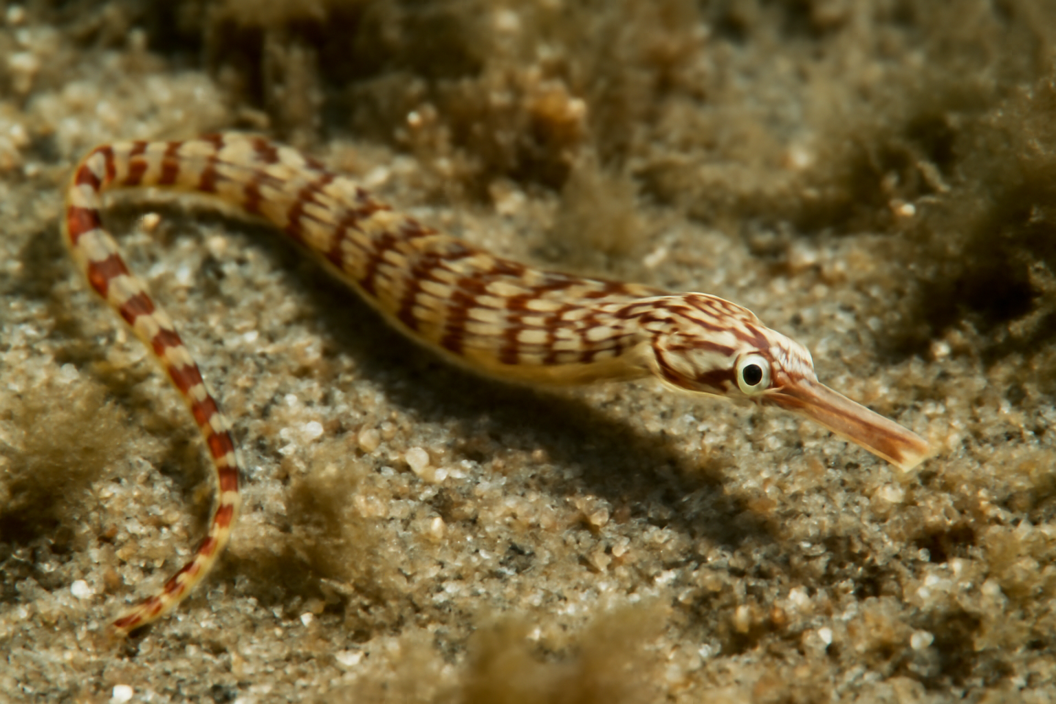 Messmate pipefish