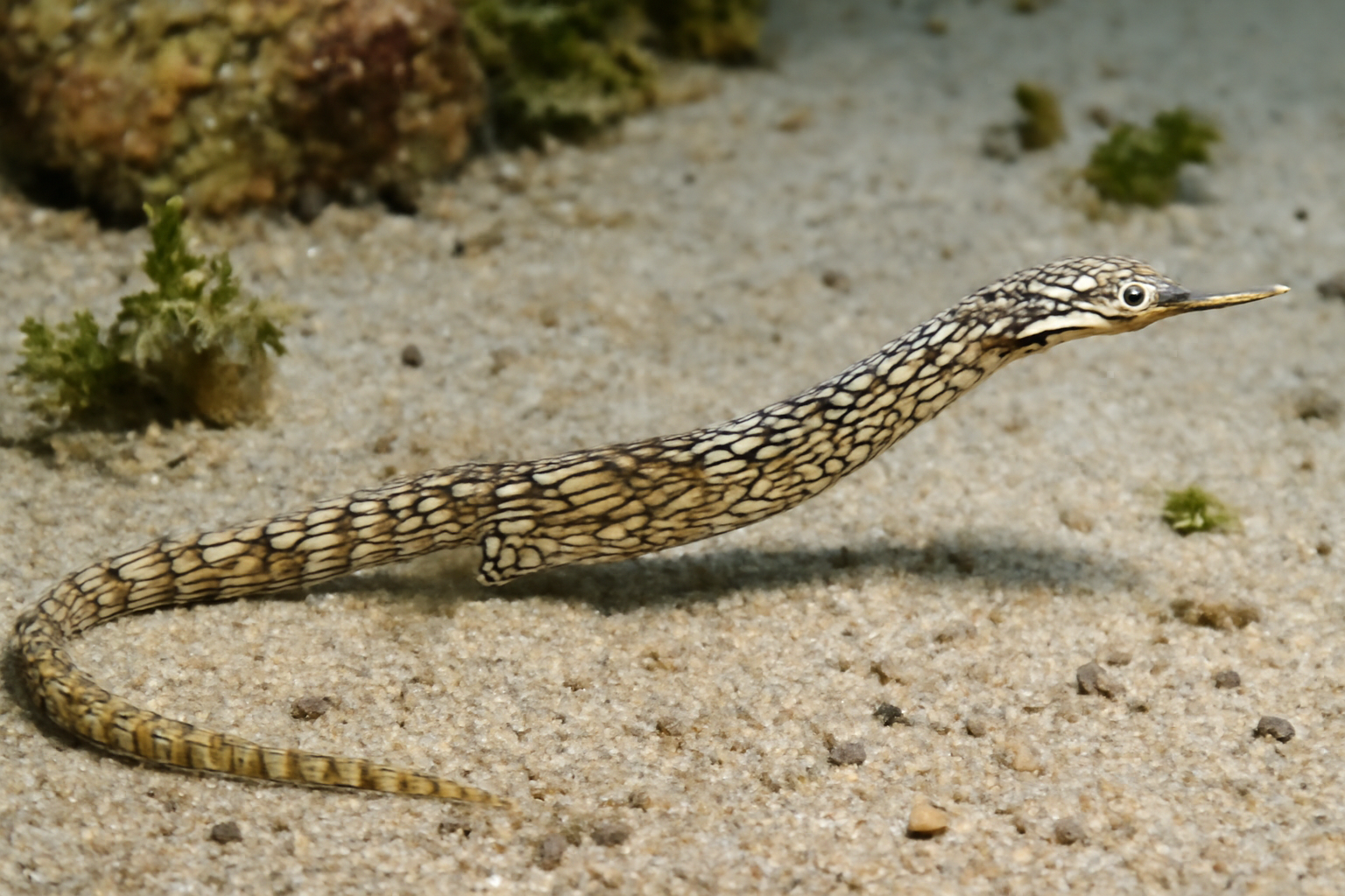 Network pipefish