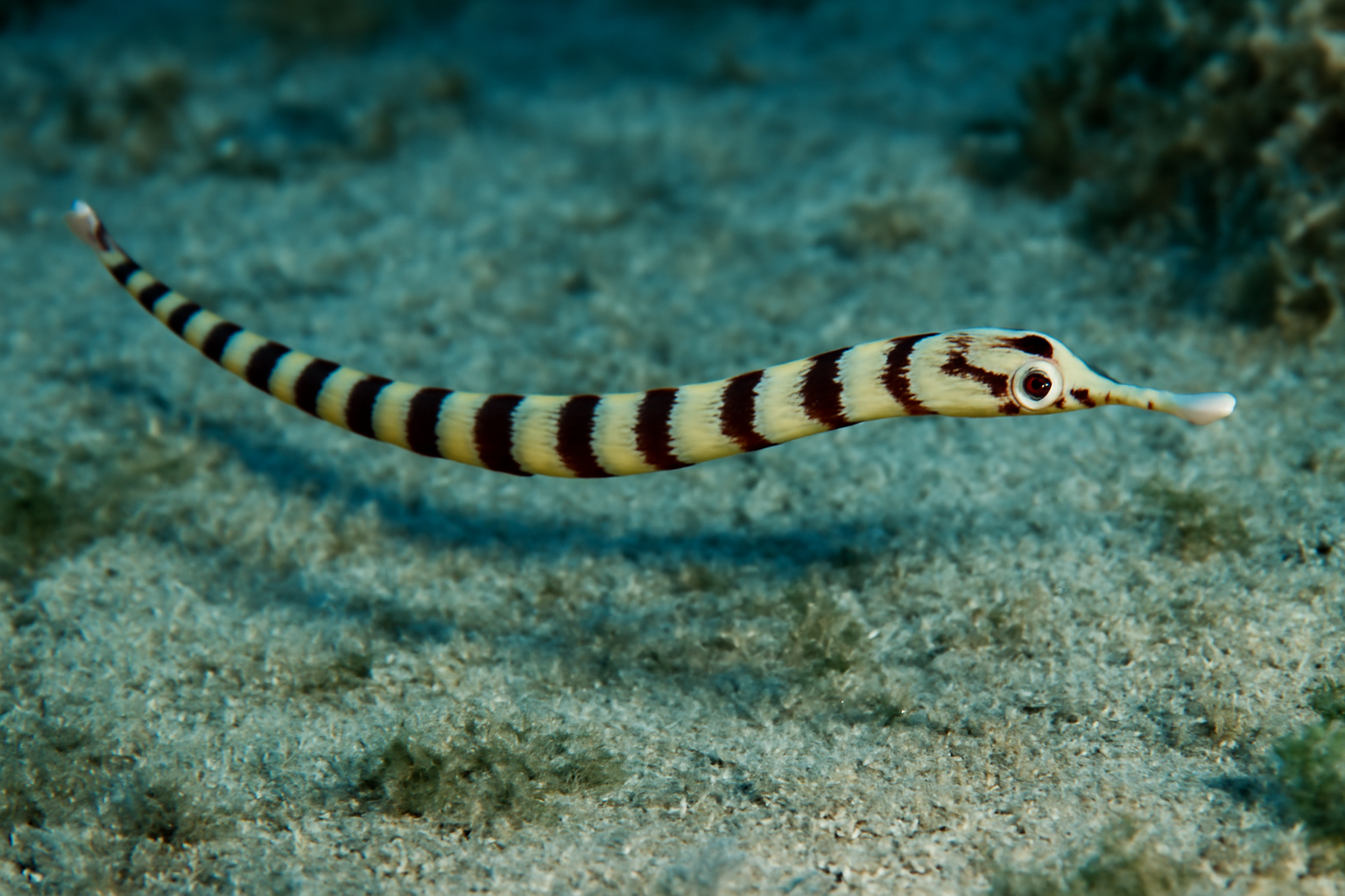 Ringed Pipefish