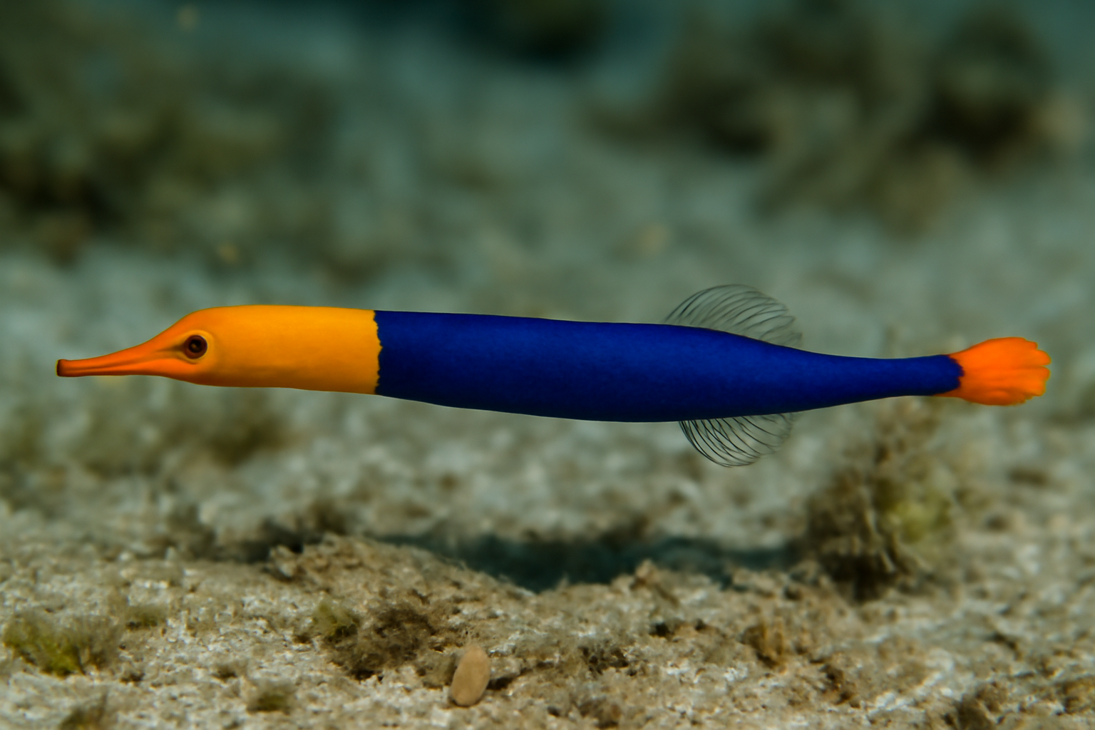Janss' Pipefish