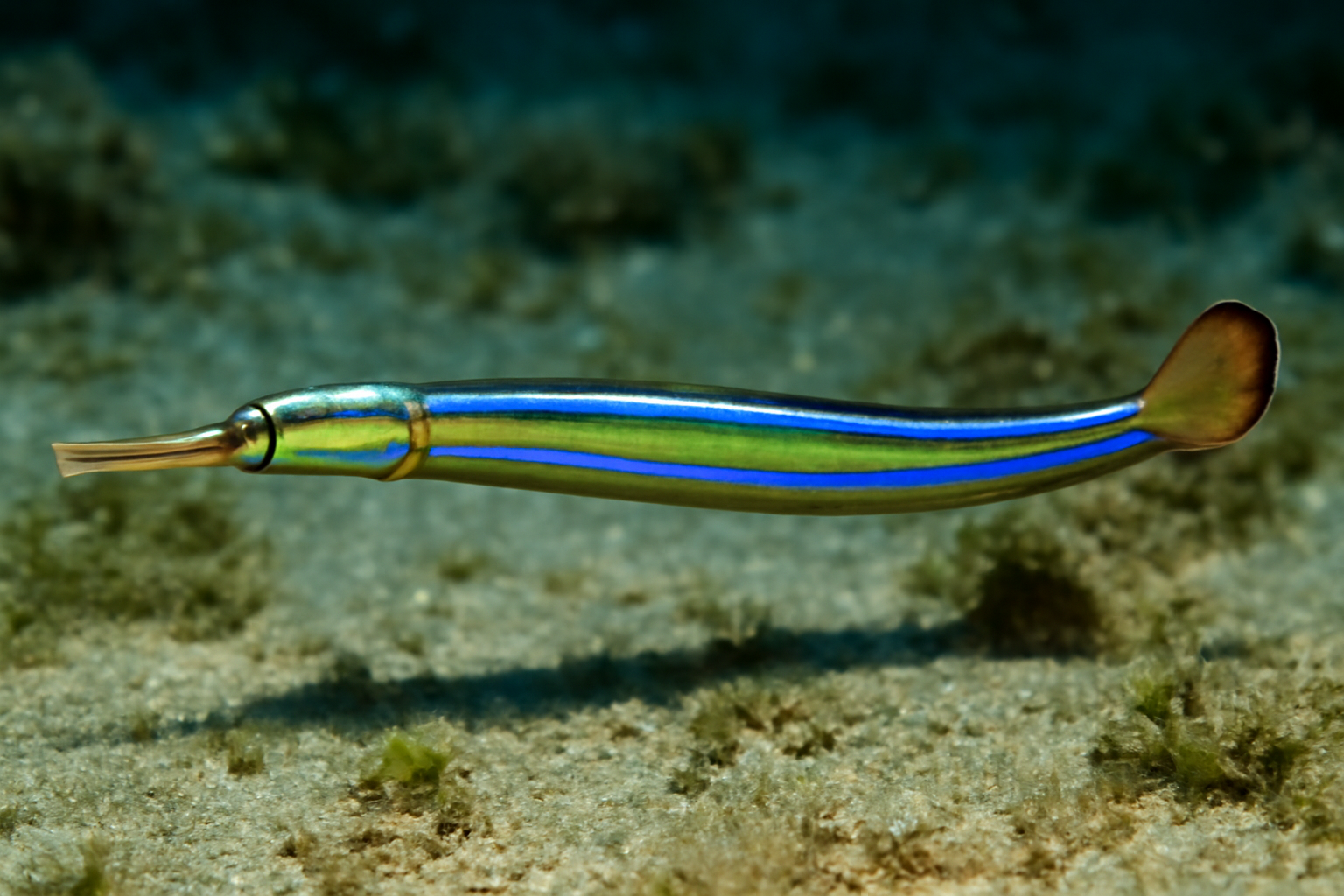 Bluestripe Pipefish
