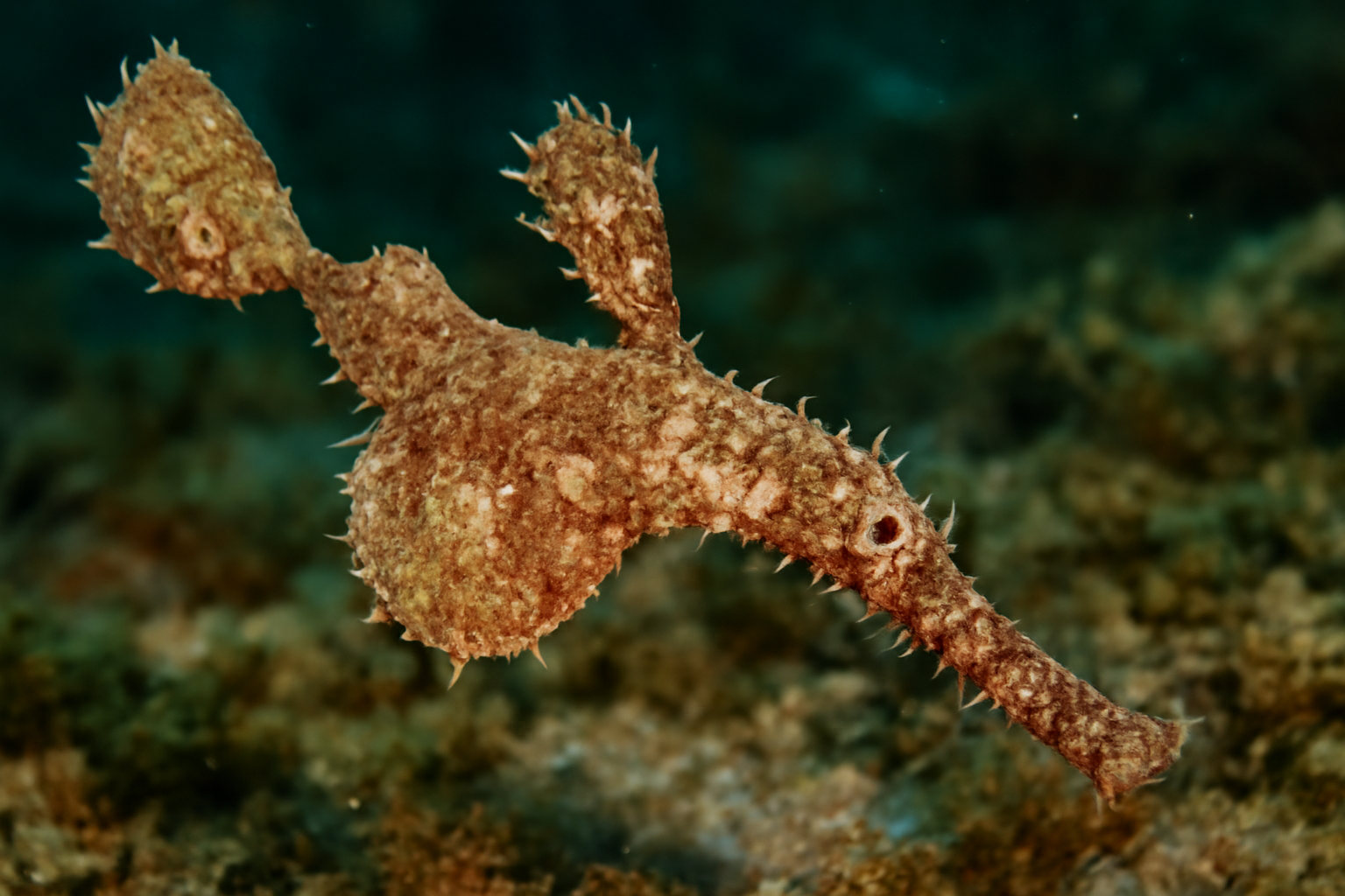 Robust Ghost Pipefish