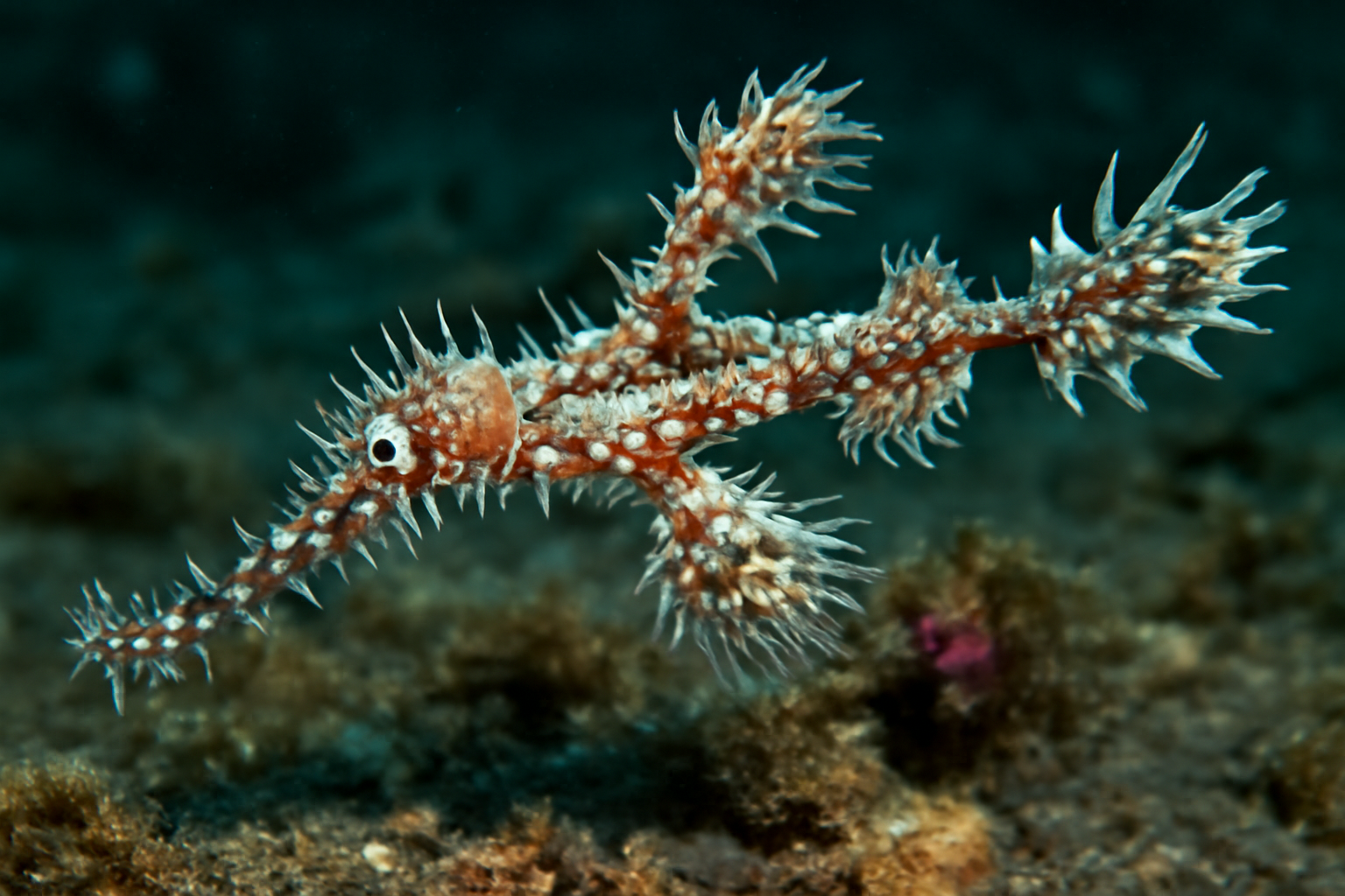 Harlequin Ghost Pipefish